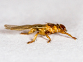 Lipoptena cervi